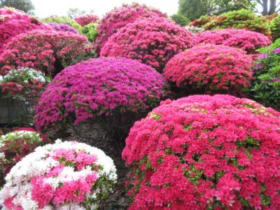 根津神社のつつじ