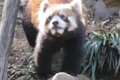 春の多摩動物公園で2018年誕生のレッサーパンダ・ベビー詣完了（前編）レッサーとコアラ往復は大変！～初めましてずんくん・さよならかのこちゃん