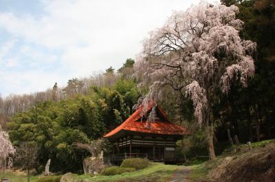 日本の原風景・北信州中野市「常楽寺、東山公園」花見！！