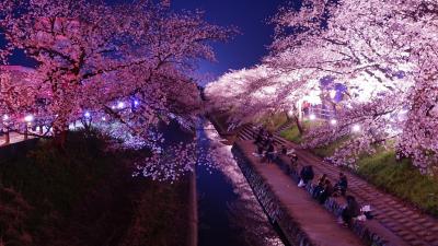 奈良桜散策