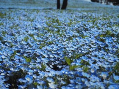 ひたち海浜公園で一面の青と遭遇