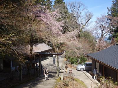 奥千本は桜が満開でした。金峯神社の周辺はとてもきれいでした。