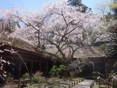吉野上千本。吉野水分（みくまり）神社の桜がとてもきれいでした。