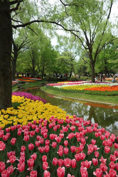 オランダのキューケンホフと雰囲気が似た昭和記念公園のチューリップ
