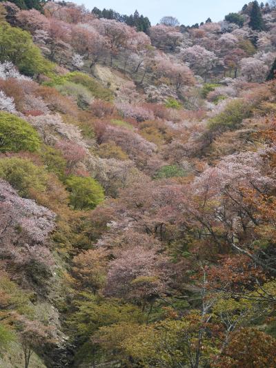 吉野山の桜。帰り道のクルマから見た「上の千本」が一番きれいだった。