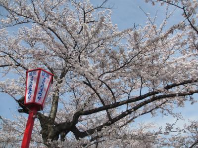 盛岡さくら巡りへ　高松の池・城跡・石割桜 ・龍谷寺