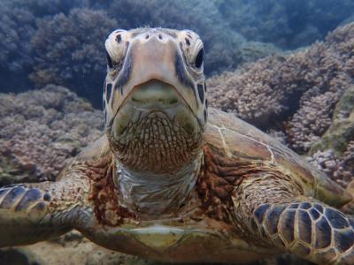 奄美大島でシュノーケリング