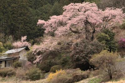 「日本で最も美しい村 連合」に加盟する長野県中川村の桜♪絶景でした♪