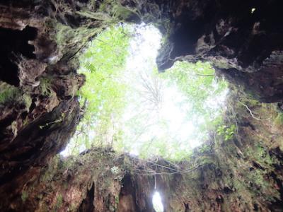 屋久島、縄文杉とリゾート満喫の旅