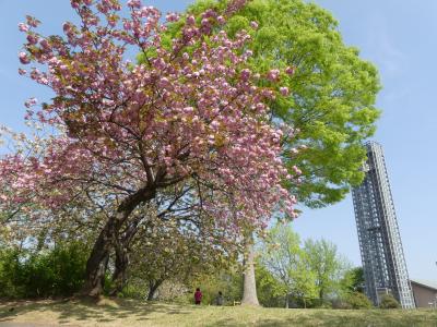 「御正作公園」のサクラ_2019_ウコンザクラとヤエザクラが咲いていました。（群馬県・大泉町）