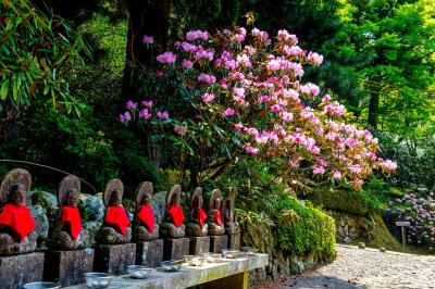 神角寺のシャクナゲ　２０１９