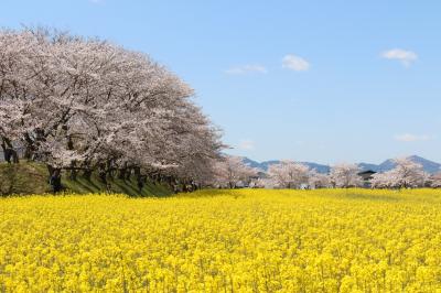 奈良・藤原宮跡の桜と菜の花を見にいってみました