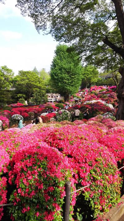 赤坂のロウリーズでランチ＆根津神社で満開のつつじを堪能♪