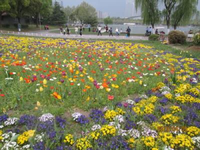 上海の世紀公園・2019年春