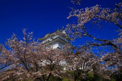 桜紀行　小田原城址公園