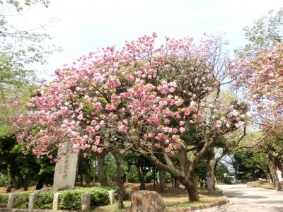 東京文学・歴史散歩２６。北区王子界隈その２：音無親水公園、飛鳥山公園／紙の博物館。