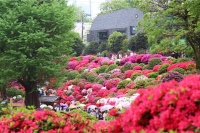 根津神社、ツツジは今年も見事です・・・