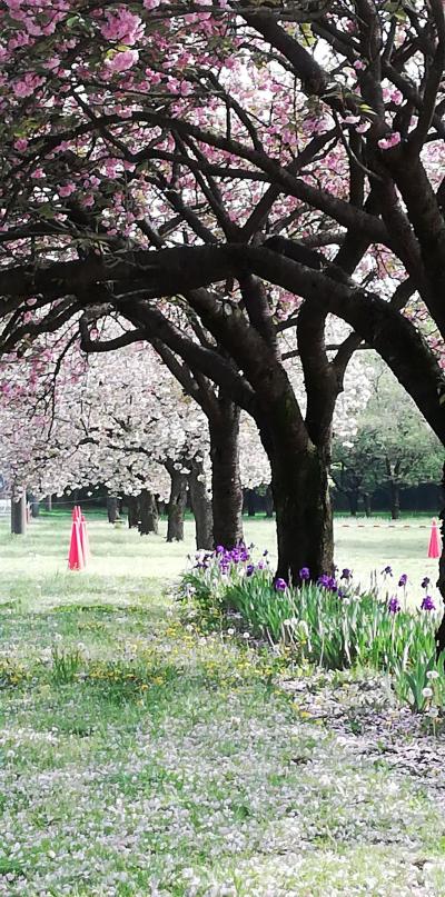 日本花の会結城農場