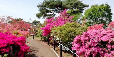 館林　つつじが岡公園　花の迷路うろうろ