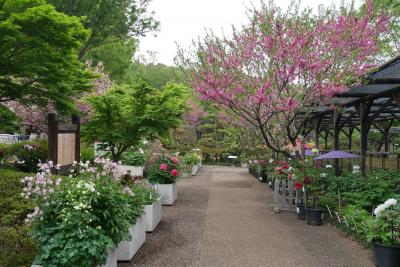 町田ぼたん園百花繚乱