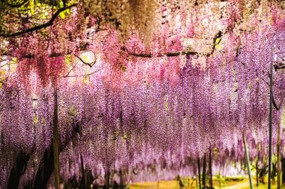 千財農園の藤　2019