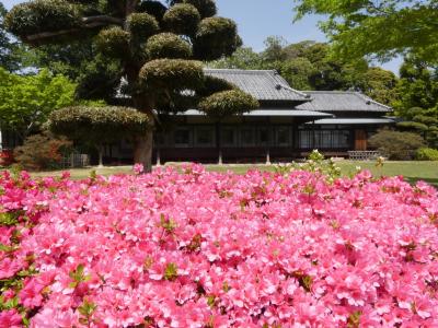 「つつじが岡第二公園」のツツジ_2019_全体的には５分咲きくらい、見頃間近です。（群馬県・館林市）