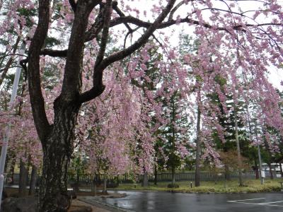 身曾岐神社で枝垂桜に出会う