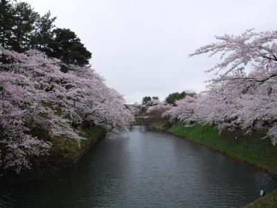 弘前公園で桜を楽しむ