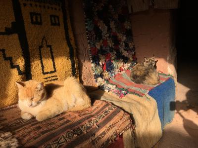 モロッコ 猫スポット に関する旅行記 ブログ フォートラベル