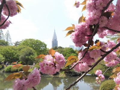 2019　桜散歩（新宿御苑：修善寺寒桜・弁殿・太白・兼六園菊桜・宝珠桜他）