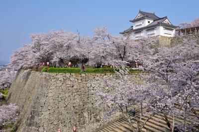 2019 さくらの名所を巡る旅《Part.3》 ～津山城＆城下町探訪① 豪壮な石垣群と1,000本の桜の競演～