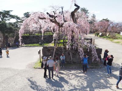 一足先に連休気分で、弘前さくら祭りに行ってみた！