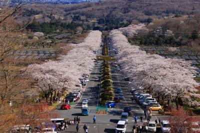 桜紀行　平和公園と富士霊園の桜