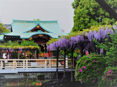 亀戸天神　桜から藤しだれるまで