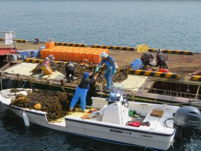 天然わかめ!収穫水揚げ作業１ 上天草市の離島・湯島「海の恵み」素潜り漁! 熊本・天草 島巡り 2019年4月 3泊4日1人旅(個人旅行)３０