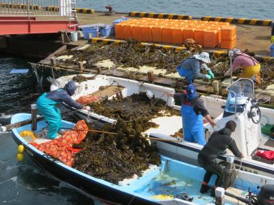 天然わかめ!収穫水揚げ作業２ 上天草市の離島・湯島「海の恵み」素潜り漁! 熊本・天草 島巡り 2019年4月 3泊4日1人旅(個人旅行)３１