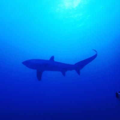 マラパスクア ニタリ