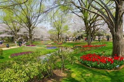 昭和記念公園 満開の桜と本場オランダがモデルのチューリップ・ガーデン