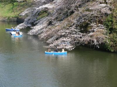 東京桜紀行（隅田公園・池上本門寺・目黒川・靖国神社・千鳥ヶ淵・上野恩賜公園）