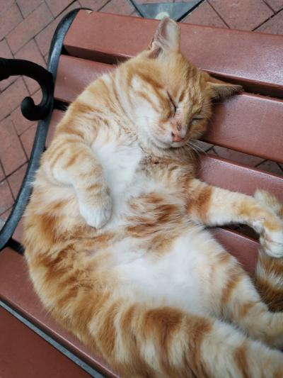 西環パトロール【2019年4月号】