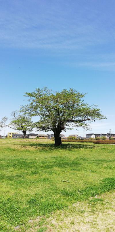 2019 茨城の桜のまとめ