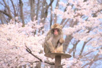 動物園で桜を見てきたお話　桐生が岡動物園2019年（1）