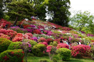20190428 六義園 躑躅が見頃です。と、江戸太神楽見学。