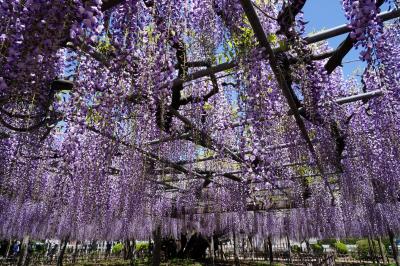 玉敷神社の大藤を観に行く