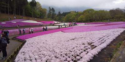 秩父「芝桜の丘」と長瀞渓谷一周船