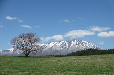 小岩井一本桜はまだまだこれから