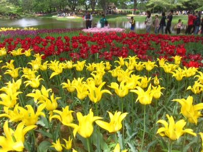 「令和」直前 「平成」最後の「昭和」の日 塩船観音寺のツツジと昭和記念公園のちゅーりっぷ