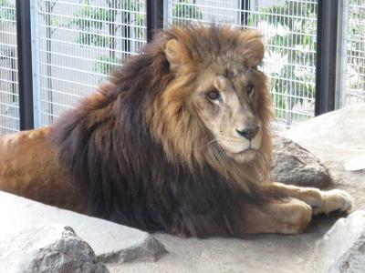 神戸市立王子動物園（沖縄旅の帰り道のおまけ②後編）