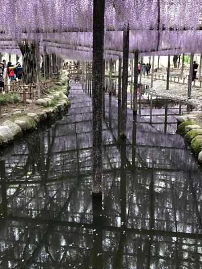 名古屋　天王川公園藤まつりと定光寺駅愛岐トンネル