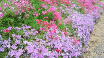 周防大島～大道理芝桜